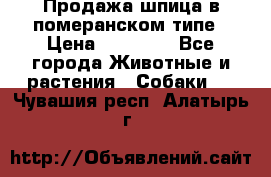 Продажа шпица в померанском типе › Цена ­ 20 000 - Все города Животные и растения » Собаки   . Чувашия респ.,Алатырь г.